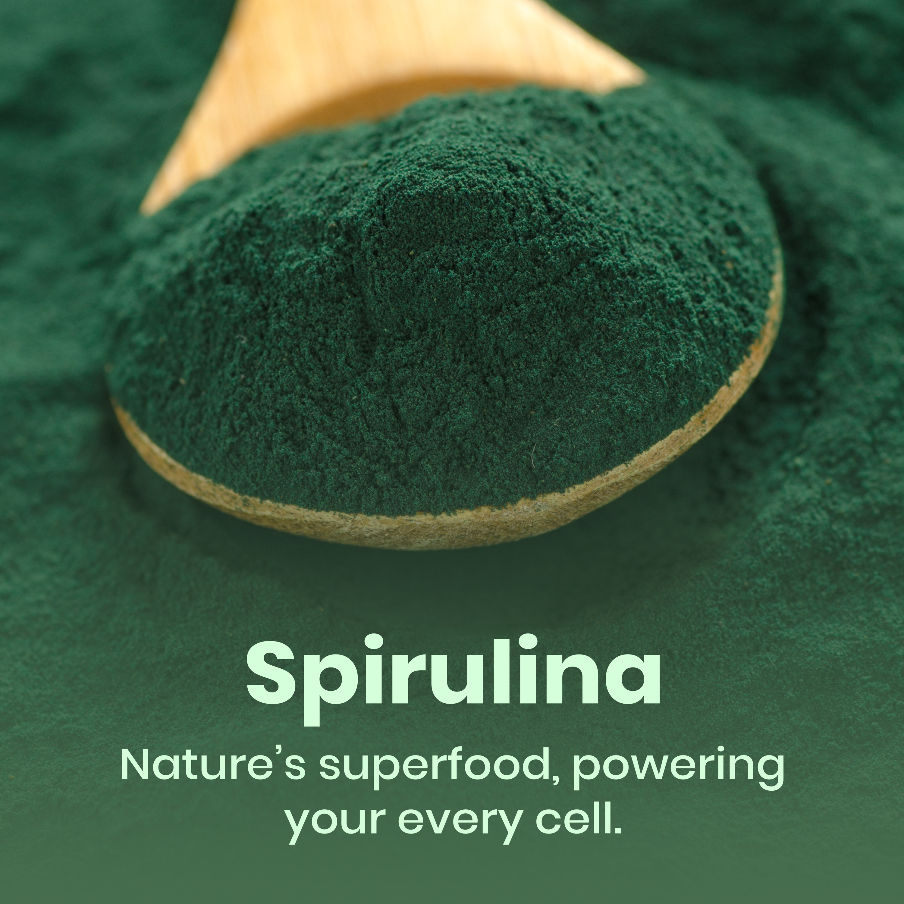 Pure spirulina powder green superfood 